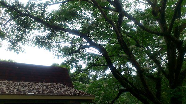 屋根に落ちた油桐花